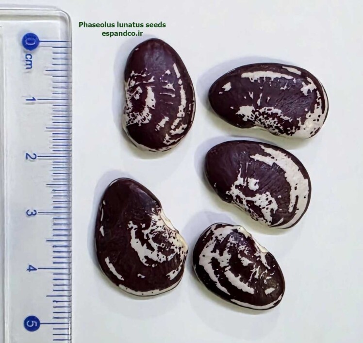 Phaseolus lunatus seeds